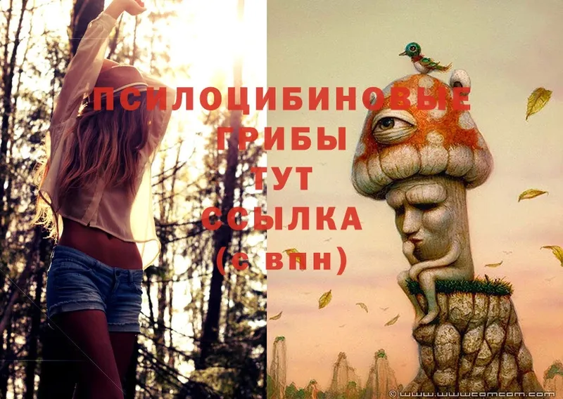 Псилоцибиновые грибы Cubensis  что такое   Куровское 